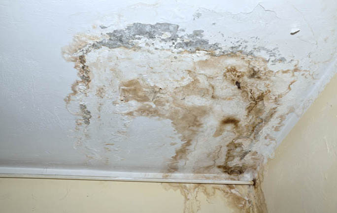 Mold-cleaning-Singapore